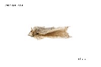 藏品(毒蛾科)的圖片